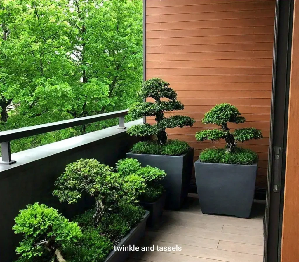 bonsai plants in balcony garden