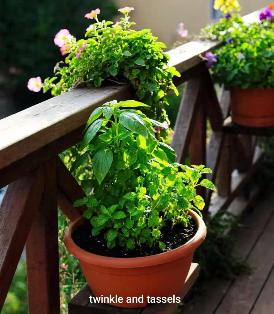 growing herbs in balcony garden